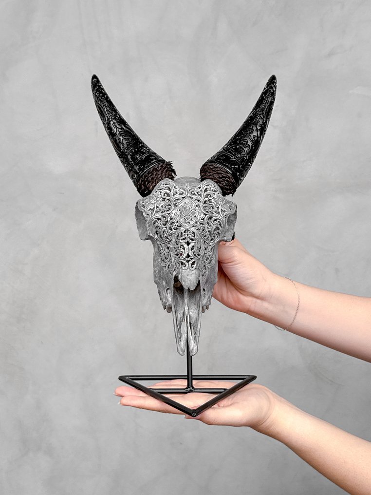 Χωρίς ελάχιστη τιμή - Γκρίζο σκαλιστό κρανίο κατσίκας με σκαλιστά κέρατα - Παραδοσιακό μοτίβο Λαξεμένο κρανίο - Capra hircus - 37 cm - 22 cm - 17 cm- Είδη που δεν ανήκουν στο CITES - (1) #1.0