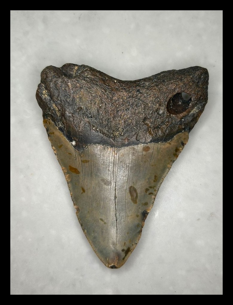 Megalodon - Skamieniałe zęby - 103 mm - 85 mm #1.0