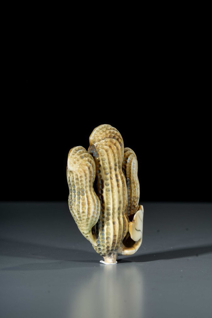 由三串花生组成的天然根付 - 象牙 - 日本 - 明治时期（19世纪后期） #3.2