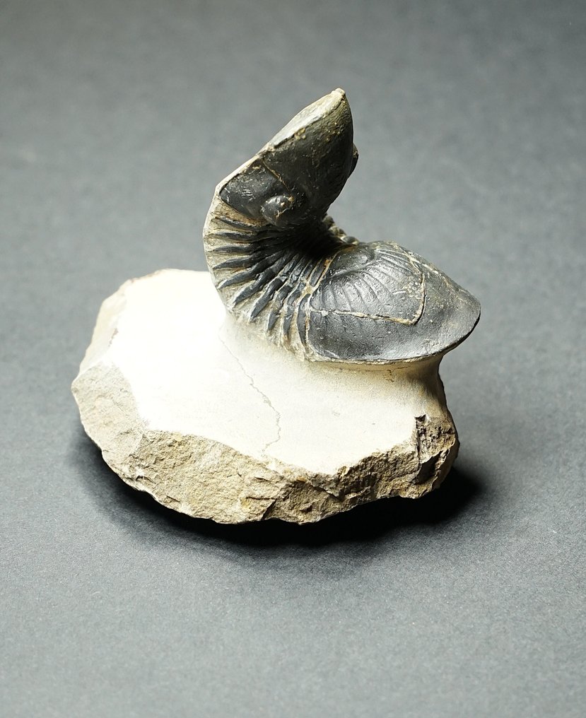Trilobite - Fossilised animal - Scutellum - 8 cm  (No reserve price) #2.1