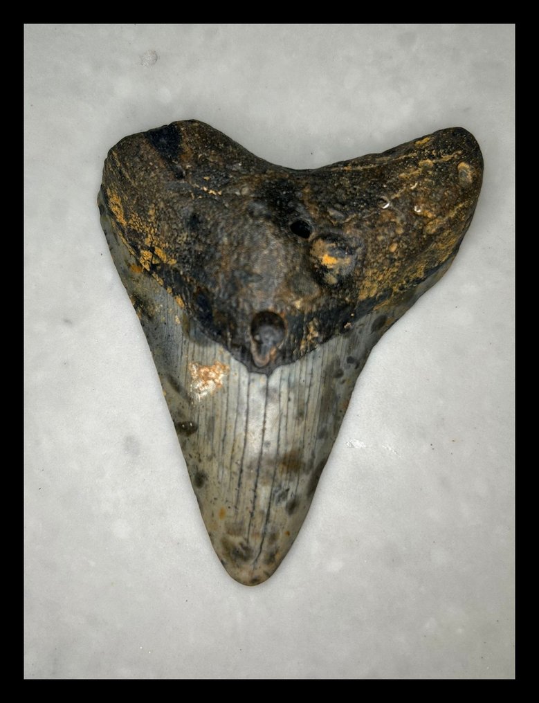 Megalodon - Απολιθωμένα δόντια - 91 mm - 70 mm  (χωρίς τιμή ασφαλείας) #1.0