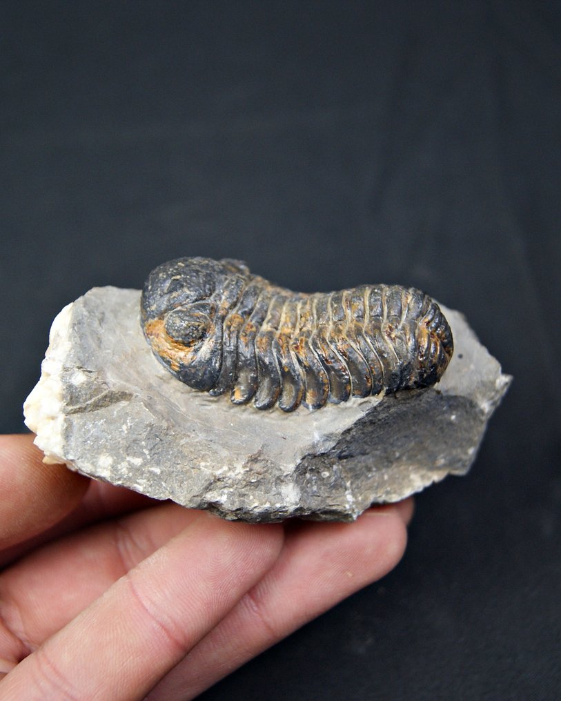 Trilobiet - Gefossiliseerd dier - Morocops ovatus  (Zonder minimumprijs) #1.0