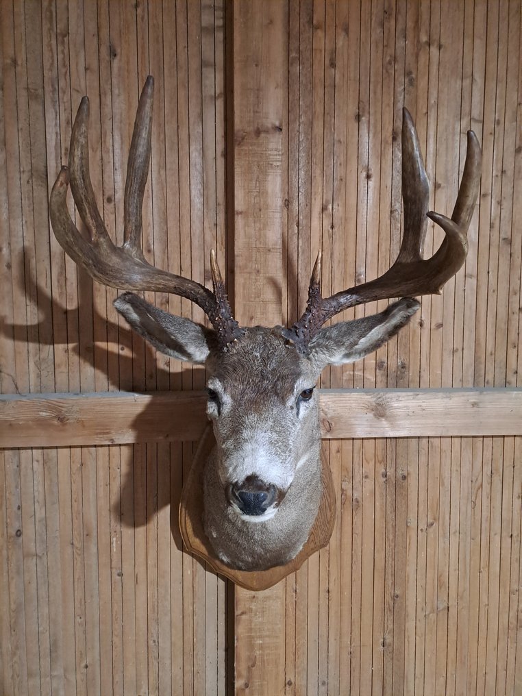 Weiswedel Hirsch Allestimento tassidermico all’altezza della spalla - Odocoileus virginianus - 104 cm - 60 cm - 55 cm - Specie non CITES - 1 #1.0