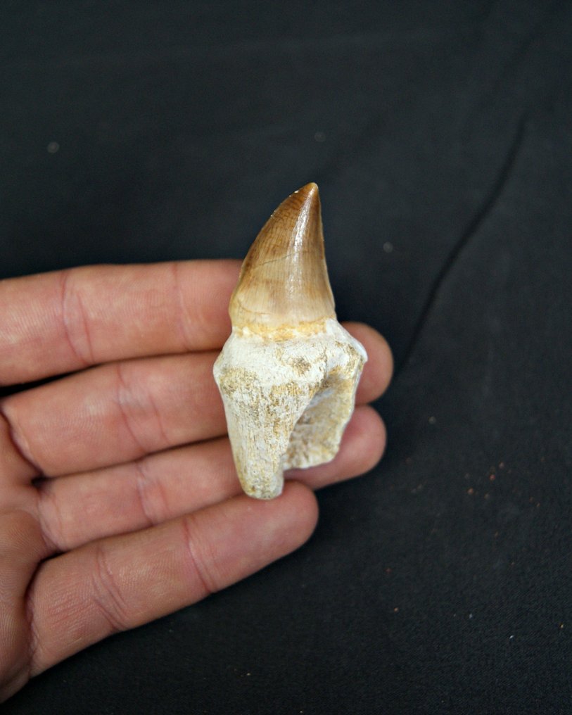 Mosassauro - Dente fóssil - Mosasaurus (Sem preço de reserva) #2.1