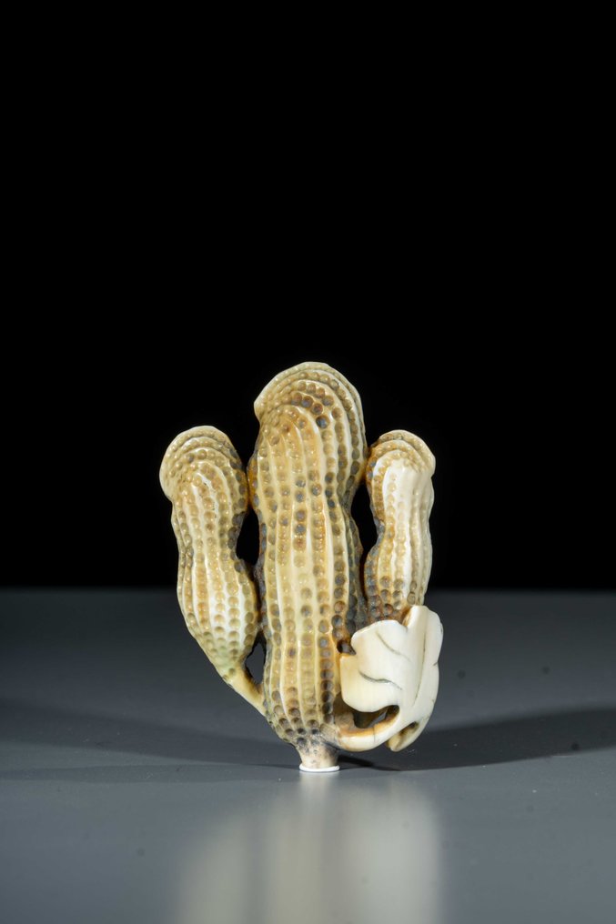 由三串花生组成的天然根付 - 象牙 - 日本 - 明治时期（19世纪后期） #1.0