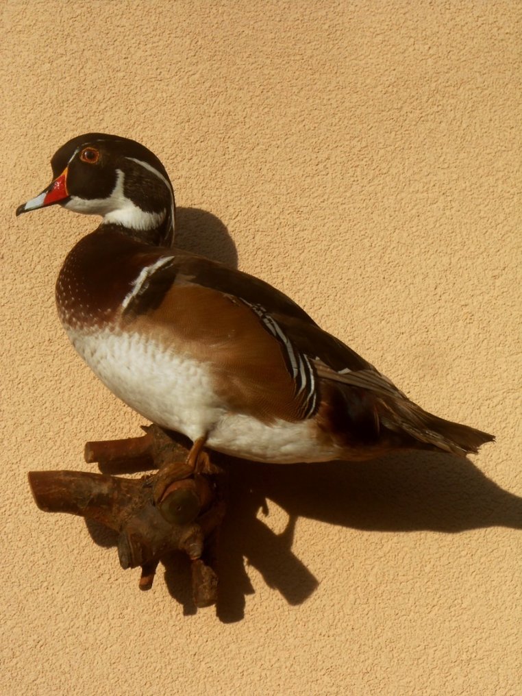 Papera Allestimento tassidermico a corpo intero - Aix sponsa - 45 cm - 35 cm - 20 cm - 1 #1.0