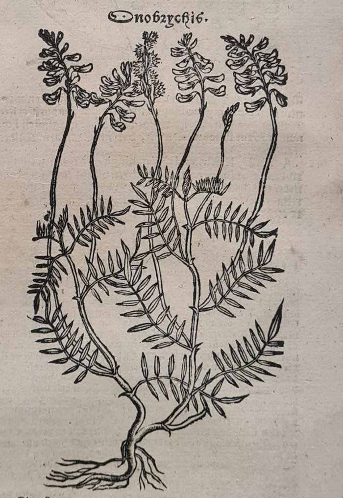 Rembertus Dodonaeus - 38 houtsnedes uit het Cruydt-boeck #4.3