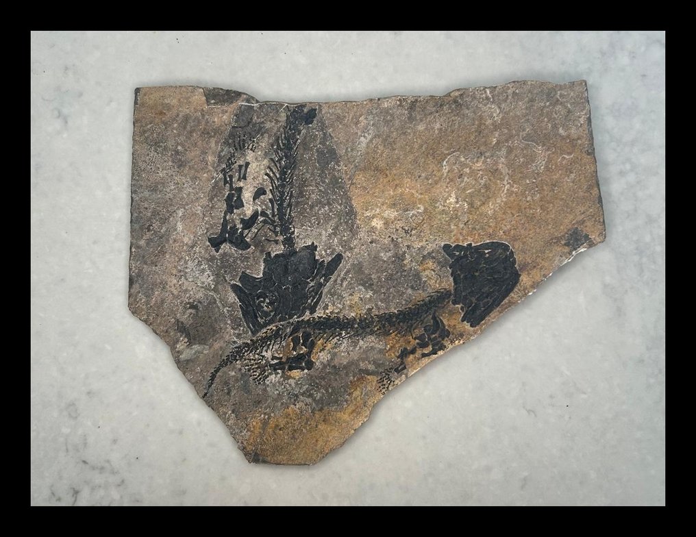 Discosauriscus Pulcherrimus - Fossiele matrix - 23 cm #3.2