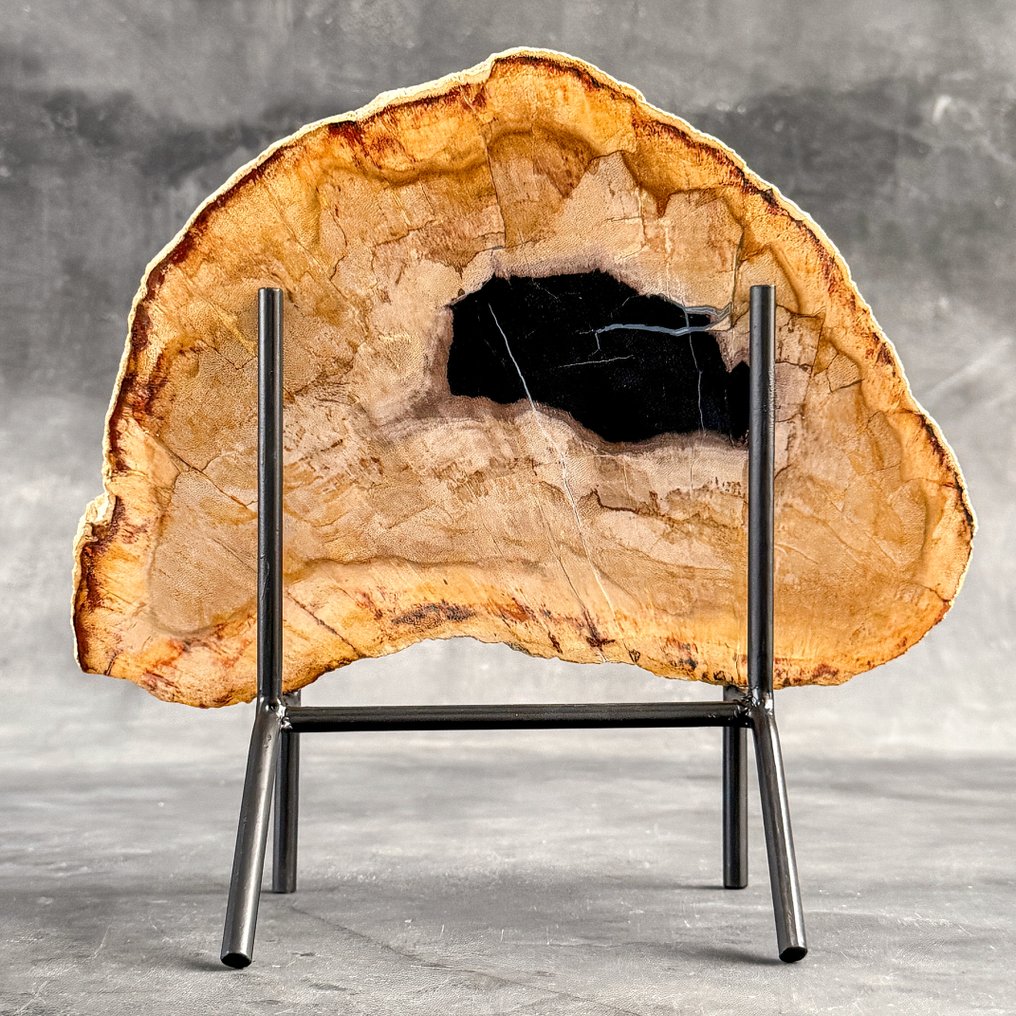 Εντυπωσιακό μεγάλο κομμάτι πετρωμένου ξύλου σε προσαρμοσμένη βάση. - Απολιθωμένο ξύλο (χωρίς τιμή ασφαλείας) #1.0