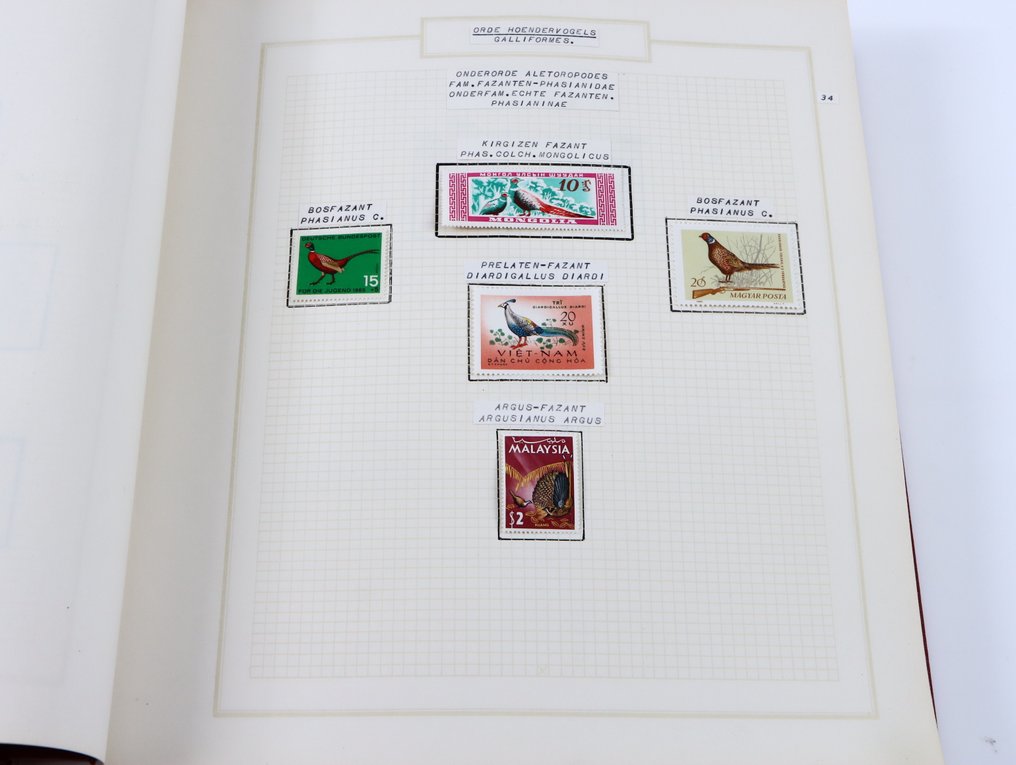 World - Collection of motif birds #4.3