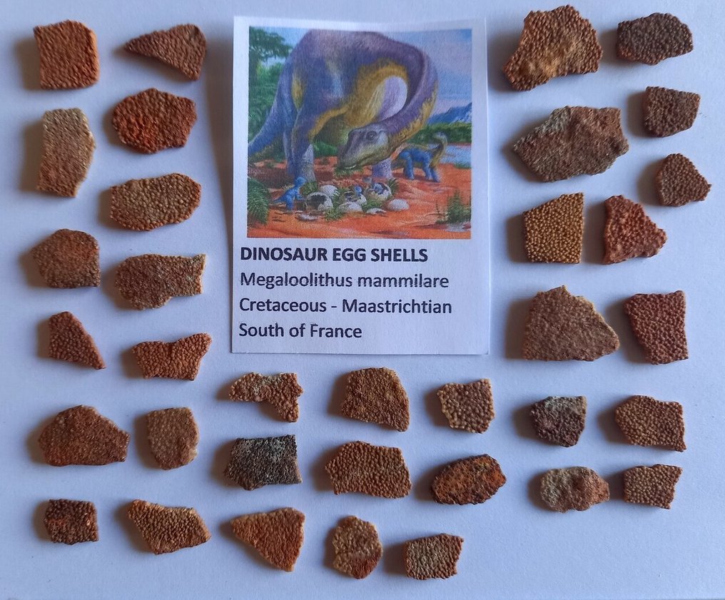 来自法国的恐龙蛋壳 - 下颌化石  (没有保留价) #1.0