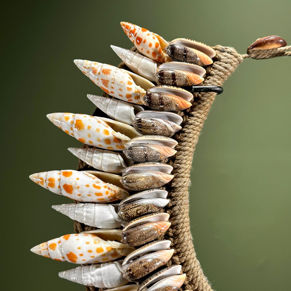 Decorative ornament - NO RESERVE PRICE - SN11 - Decorative Shell Necklace on a custom stand - Papua New Guinea #4.3
