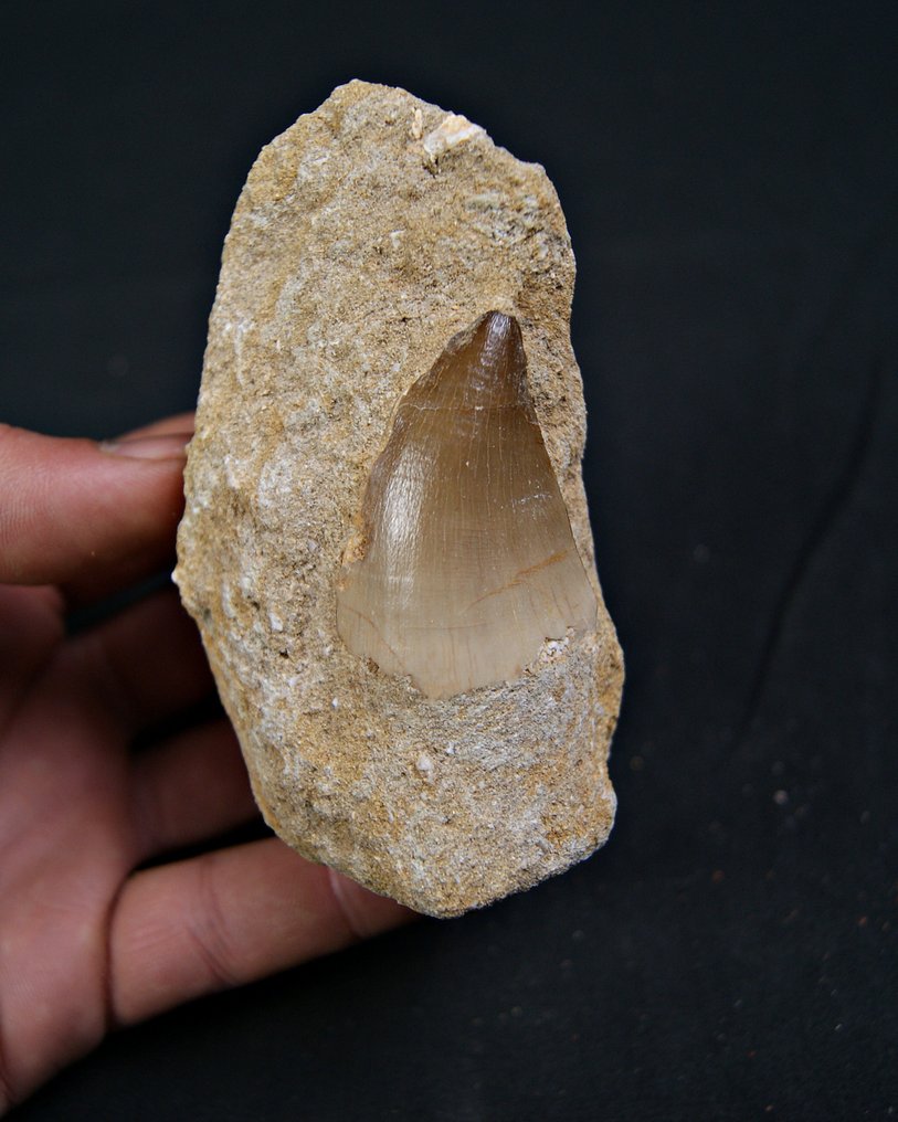 Mosassauro - Dente fóssil - Mosasaurus Alta calidad  (Sem preço de reserva) #3.2