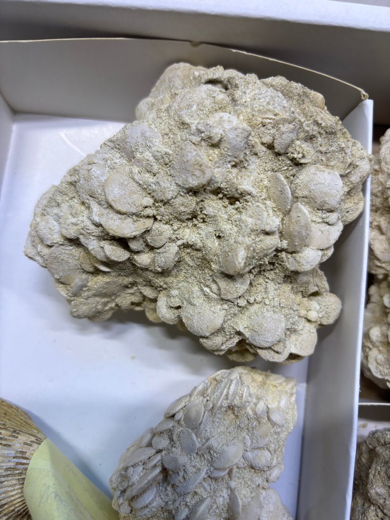 腹足类、软体动物和纽码利特 - 动物化石  (没有保留价) #1.0