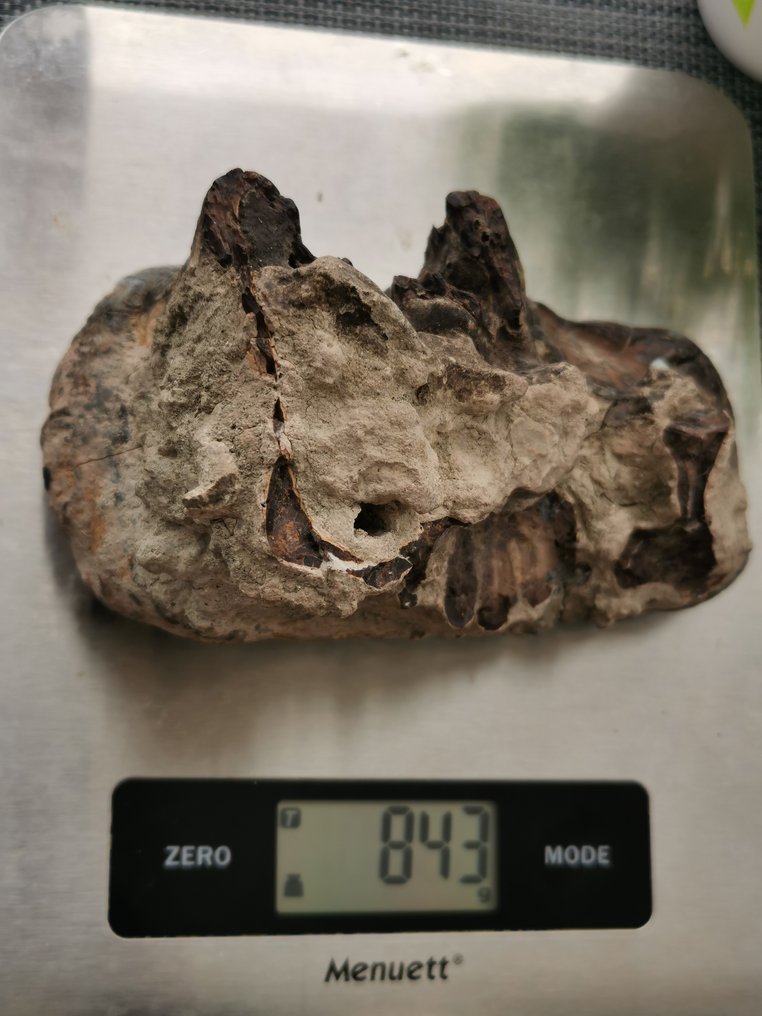 Stegodont - Fossil tooth - 14.2 cm - 9.94 cm #3.2