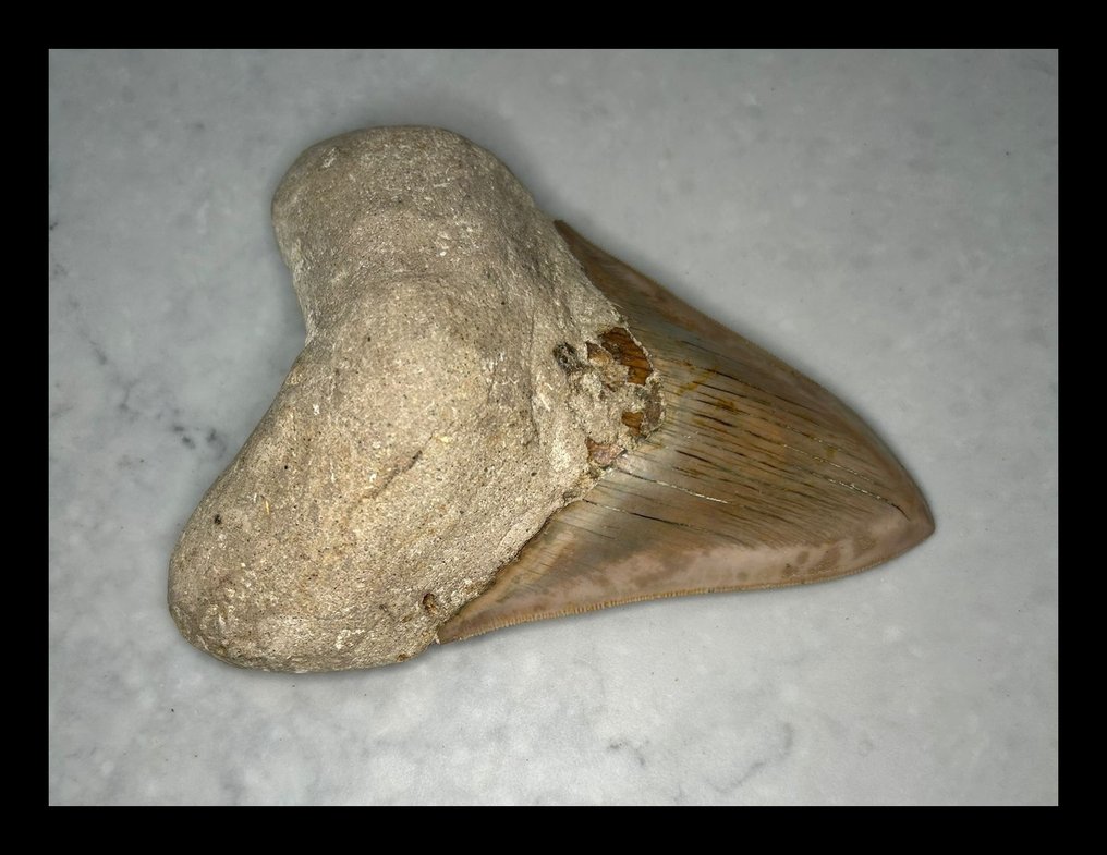 Megalodon - Fossil teeth - 140 mm - 106 mm #3.2