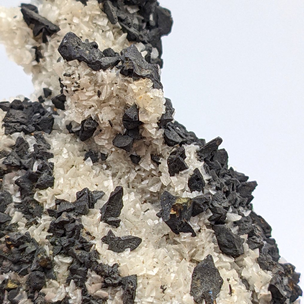 Τετραεδρίτης μαύρη πάνω από δολομίτη λευκό, Cavnic. Κρύσταλλοι στη μήτρα - Ύψος: 92 mm - Πλάτος: 51 mm- 147 g - (1) #1.0