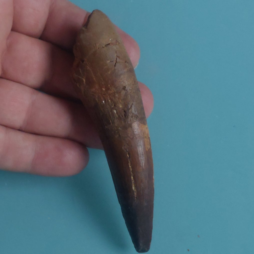 Dinosaur - Fossil tooth - Spinosaurus aegyptiacus - 110 mm - 30 mm #2.1