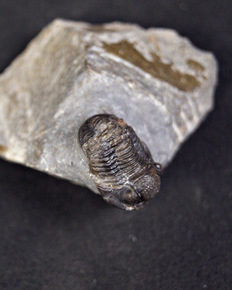 Trilobiet - Gefossiliseerd dier - Proetus granulosus  (Zonder minimumprijs) #4.3