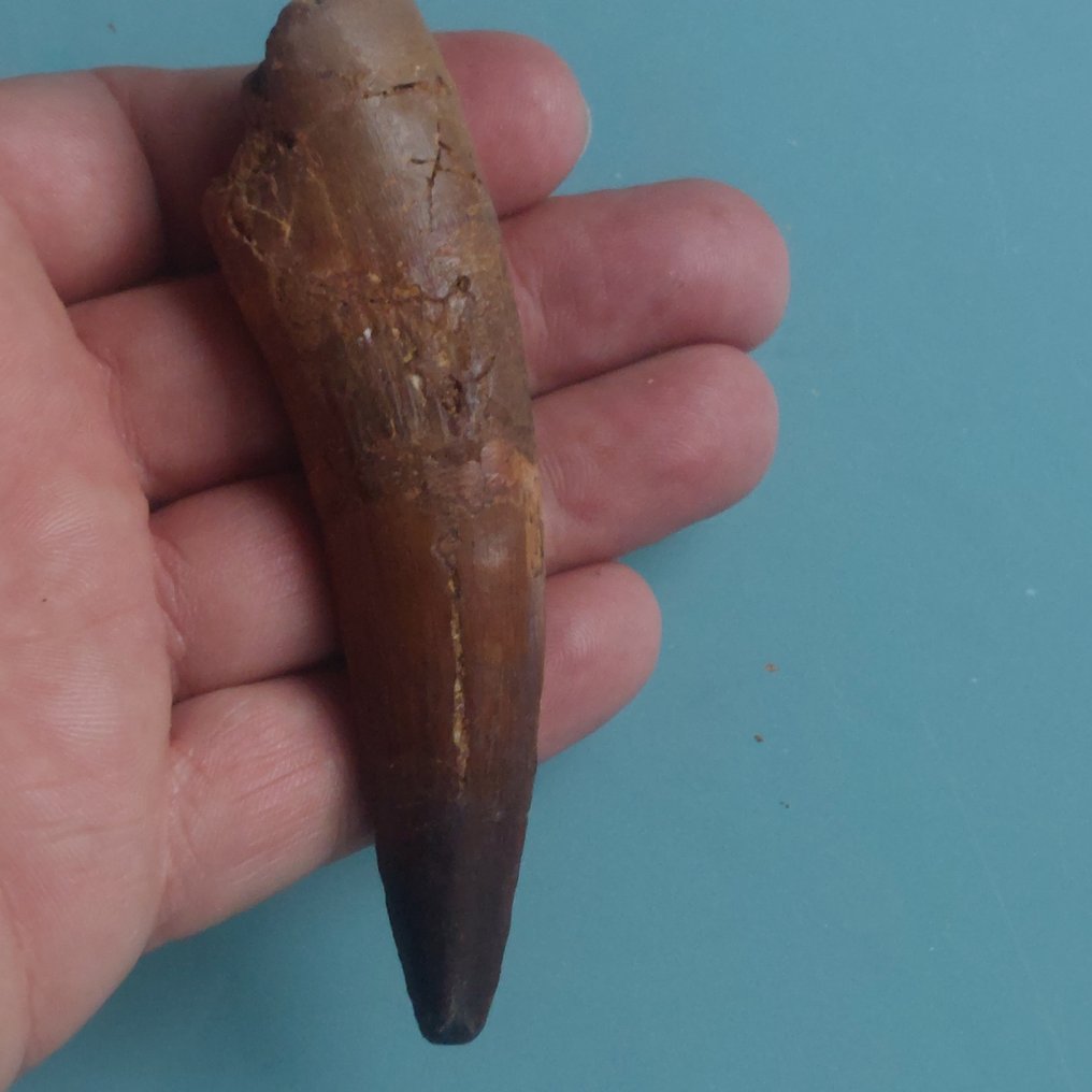 Dinosaur - Fossil tooth - Spinosaurus aegyptiacus - 110 mm - 30 mm #1.0