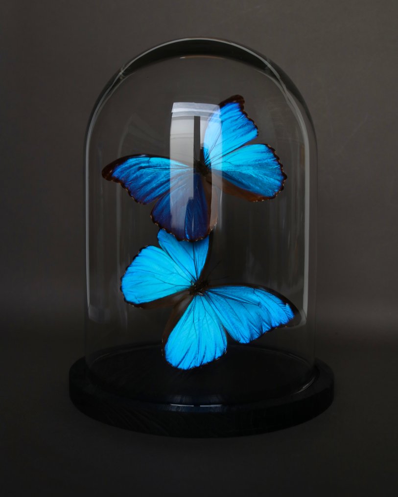 Papillon Support de corps entier pour taxidermie - Morpho didius - 30 cm - 23 cm - 23 cm - Espèces non-CITES - 1 #4.3