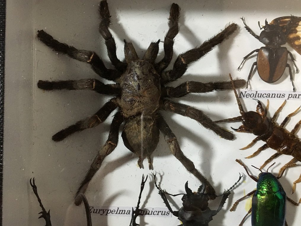 millepiedi, scorpioni, ragni, cicale, scarafaggi, cervi volanti (ecc) Allestimento tassidermico a corpo intero - Scolopendra cataractea (etc) - 19 cm - 35 cm - 4 cm - Specie non CITES - 1 #4.3