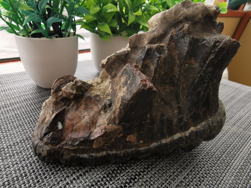 Stegodont - Fossil tooth - 14.2 cm - 9.94 cm #2.1