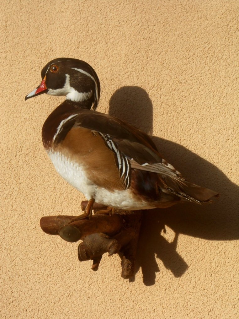 Papera Allestimento tassidermico a corpo intero - Aix sponsa - 45 cm - 35 cm - 20 cm - 1 #3.2