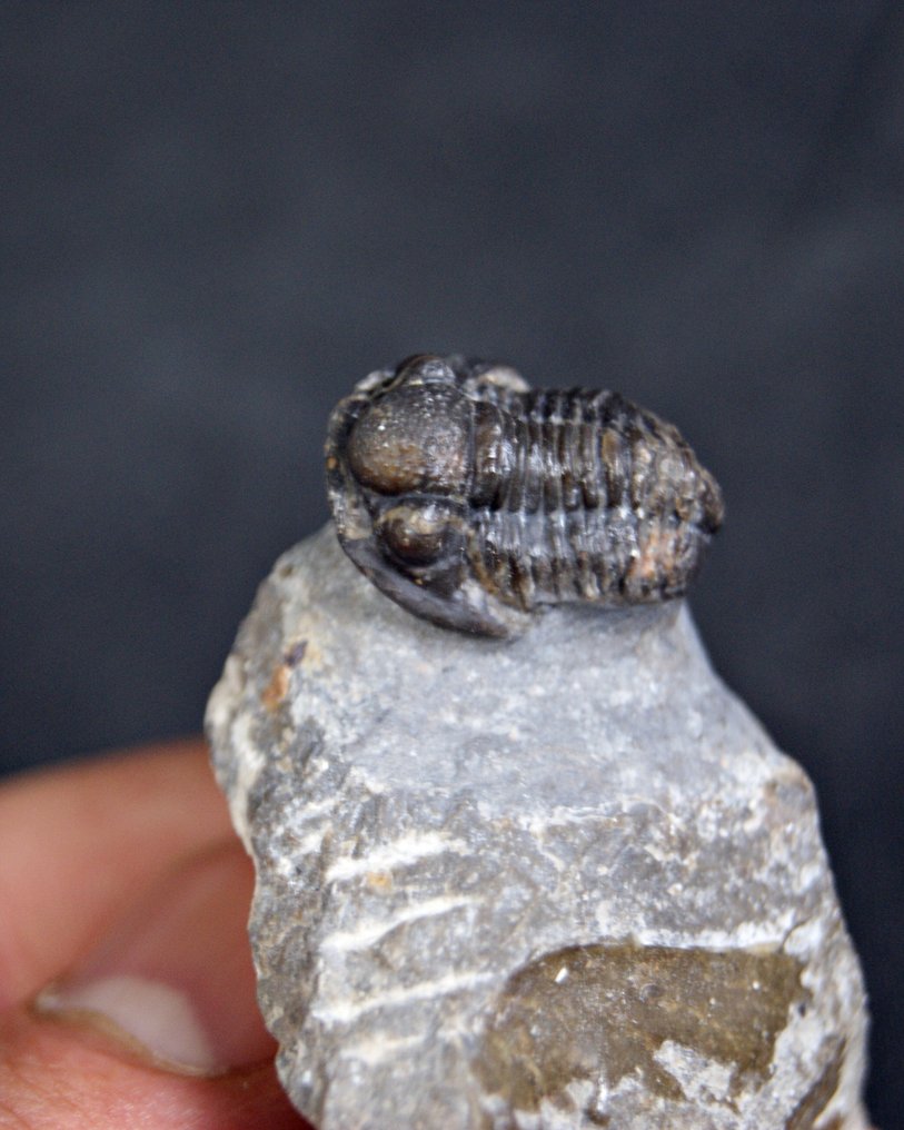 Trilobiet - Gefossiliseerd dier - Proetus granulosus  (Zonder minimumprijs) #1.0