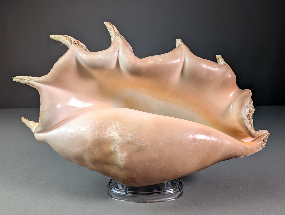 大蜘蛛海螺 貝殼 - Lambis truncata  (沒有保留價) #1.0