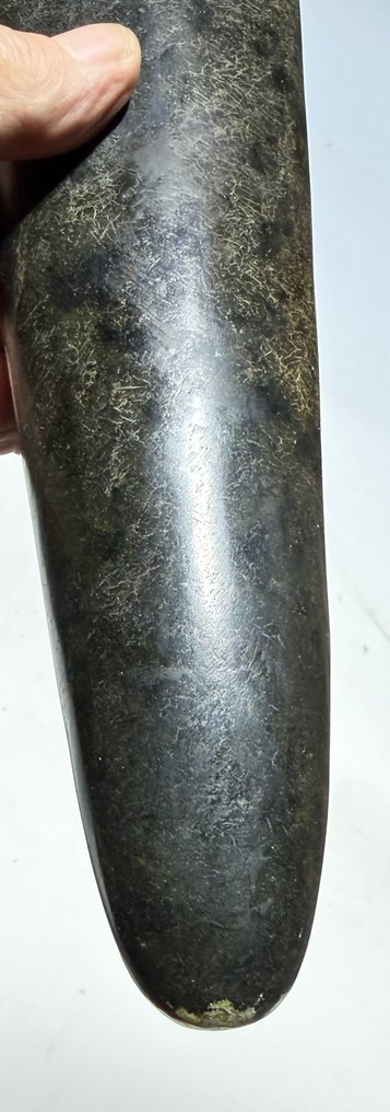 非凡的大型细胞,32厘米,位于巴布亚北海岸。 - 盖子 - 新乔治亚岛 马罗沃潟湖 - 巴布亚新几内亚 (没有保留价) #3.2