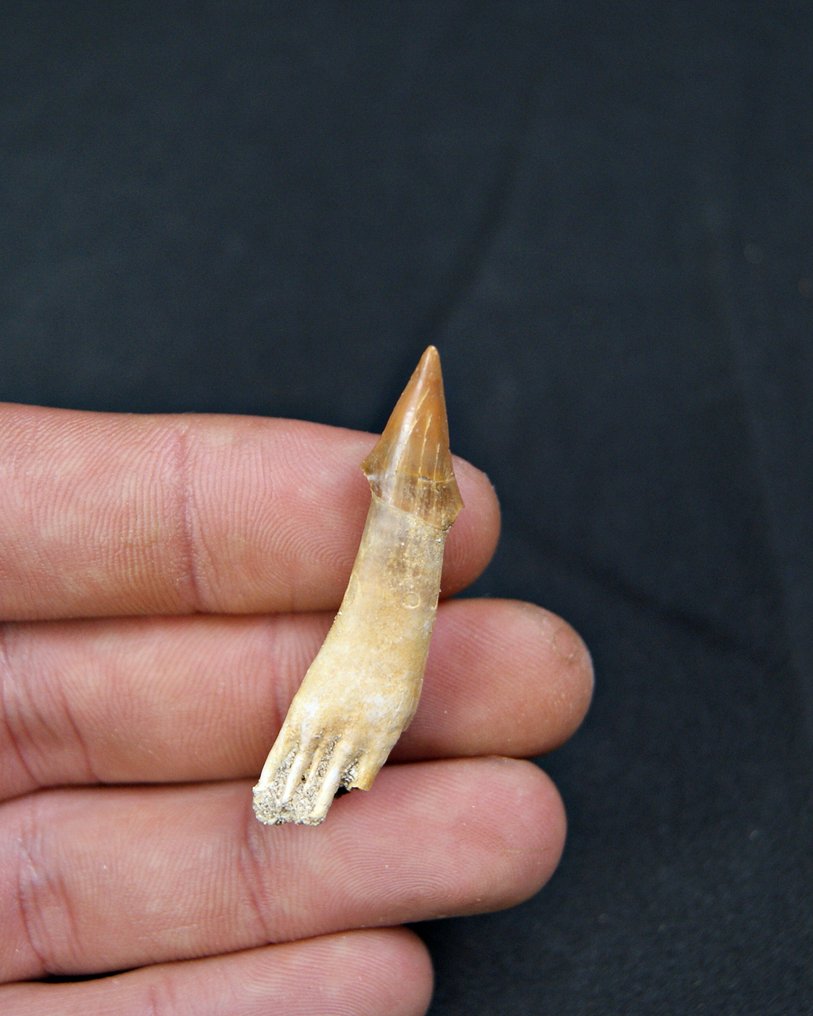 Extremt sällsynt Onchosaurus. - Fossil tand - Onchosaurus (Utan reservationspris) #2.1