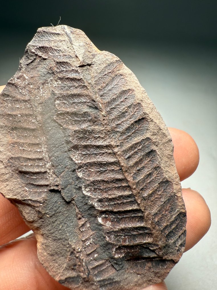 Häftig fossil ormbunke - Fossiliserad växt - Lobatopteris lamuriana  (Utan reservationspris) #3.2