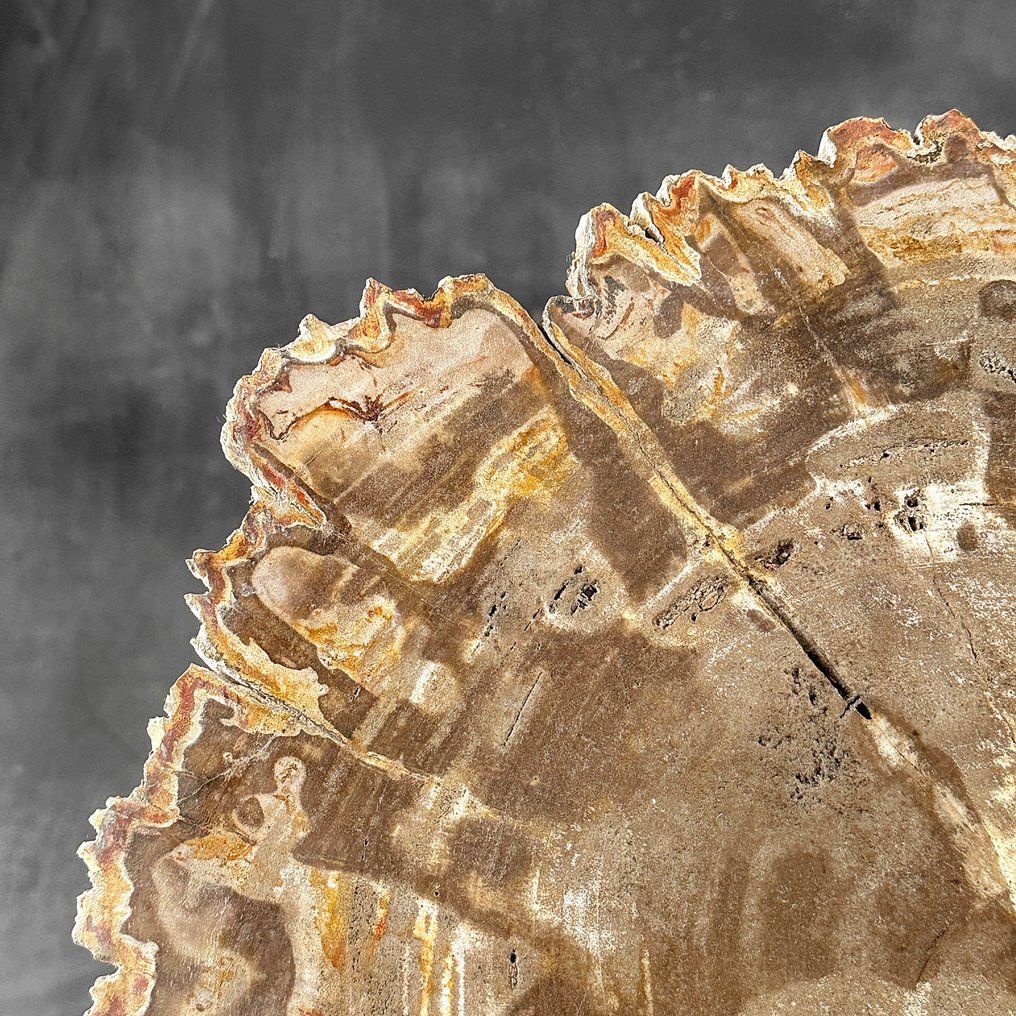 C- Stunning Large Slice of Petrified Wood on a custom stand - Fossilised wood (No reserve price) #3.2