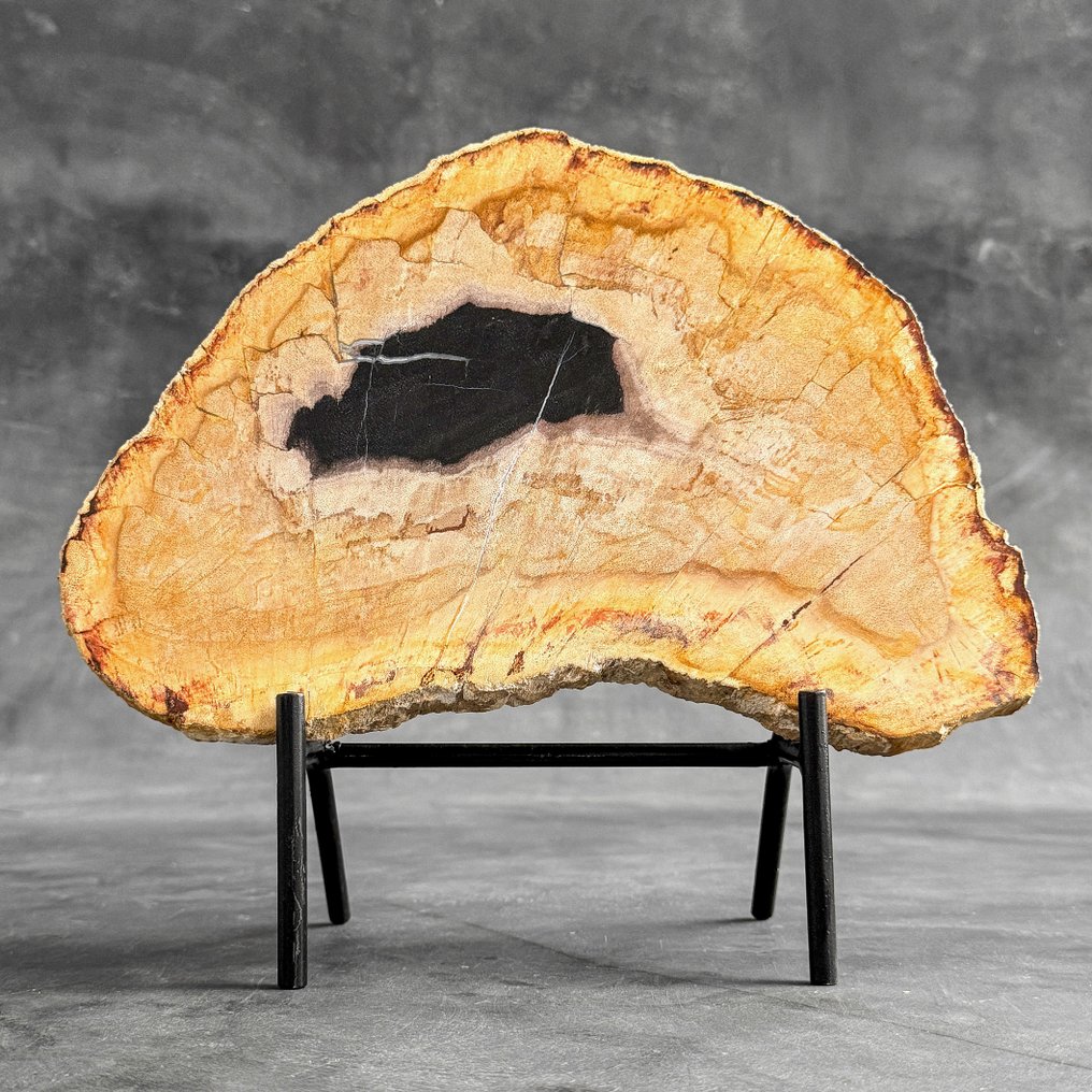 Εντυπωσιακό μεγάλο κομμάτι πετρωμένου ξύλου σε προσαρμοσμένη βάση. - Απολιθωμένο ξύλο (χωρίς τιμή ασφαλείας) #2.1