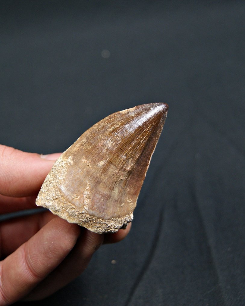 Mosasaurier - Fossil tand - Mosasaurus Prognotodon  (Utan reservationspris) #2.1