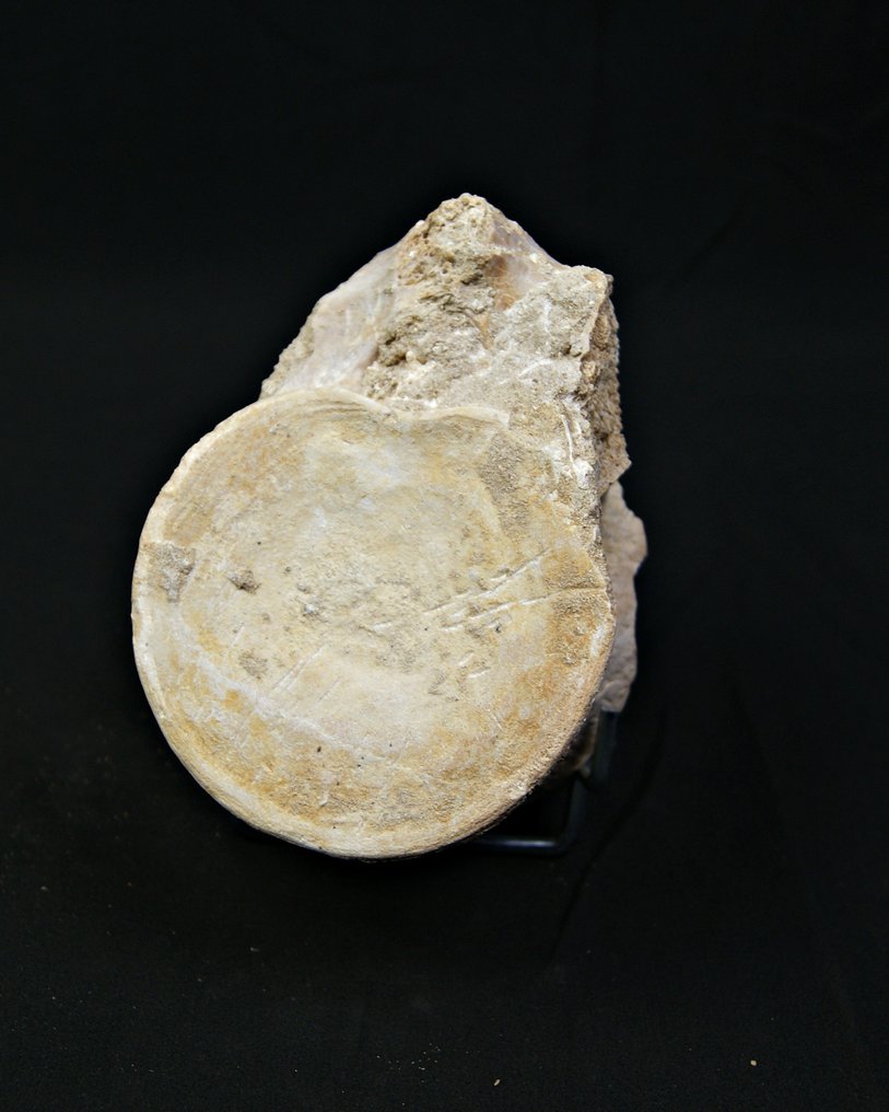 Plesiosaur - Απολιθωμένο σπονδυλικό οστό - Vértebra fósil de Plesiosaurio – Gigante marino  (χωρίς τιμή ασφαλείας) #4.3