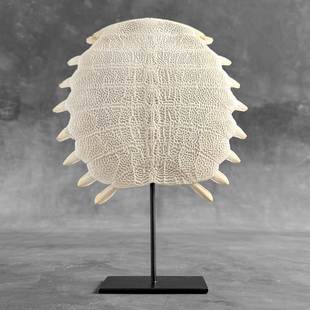 Geen minimumprijs - Chinese zachte schildkruipschild op een op maat gemaakte standaard. Bot - Pelodiscus Sinensis - 34 cm - 25 cm - 7 cm- Geen-CITES-soort - (1) #2.1