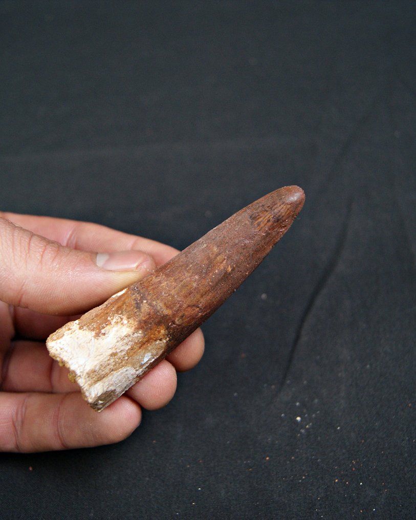 Spinosaur - Fossil tooth - Spinosaurus aegyptiacus - 8.1 cm (No reserve price) #2.1