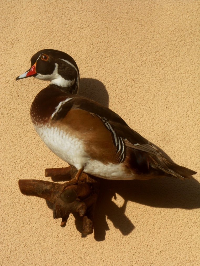 Papera Allestimento tassidermico a corpo intero - Aix sponsa - 45 cm - 35 cm - 20 cm - 1 #1.0