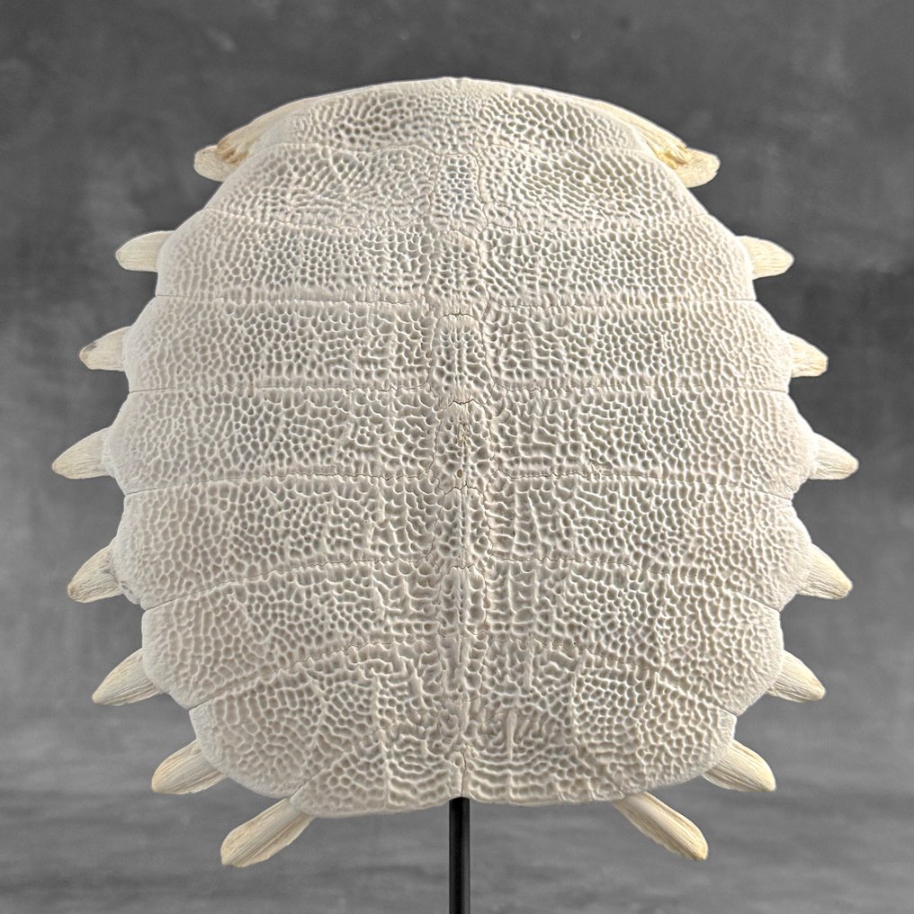 Geen minimumprijs - Chinese zachte schildkruipschild op een op maat gemaakte standaard. Bot - Pelodiscus Sinensis - 34 cm - 25 cm - 7 cm- Geen-CITES-soort - (1) #4.3