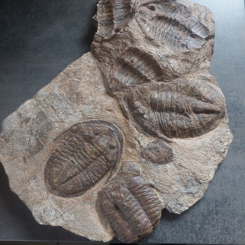 Mega large trilobite mortality plate. - Fossil mortality plate - Asaphus sp. Trilobiten-Assoziation - 410 mm - 330 mm #4.3