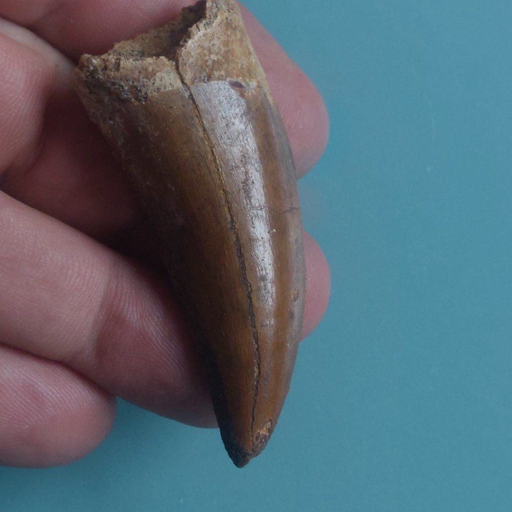 Dinosauro - Dente fossile - Carcharodontosaurus sp. - 70 mm - 30 mm #3.2