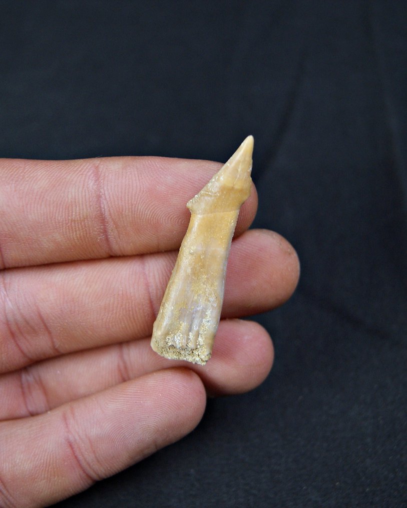 Ekstremt sjældent Onchosaurus. - Fossil tand - Onchosaurus  (Ingen mindstepris) #3.2