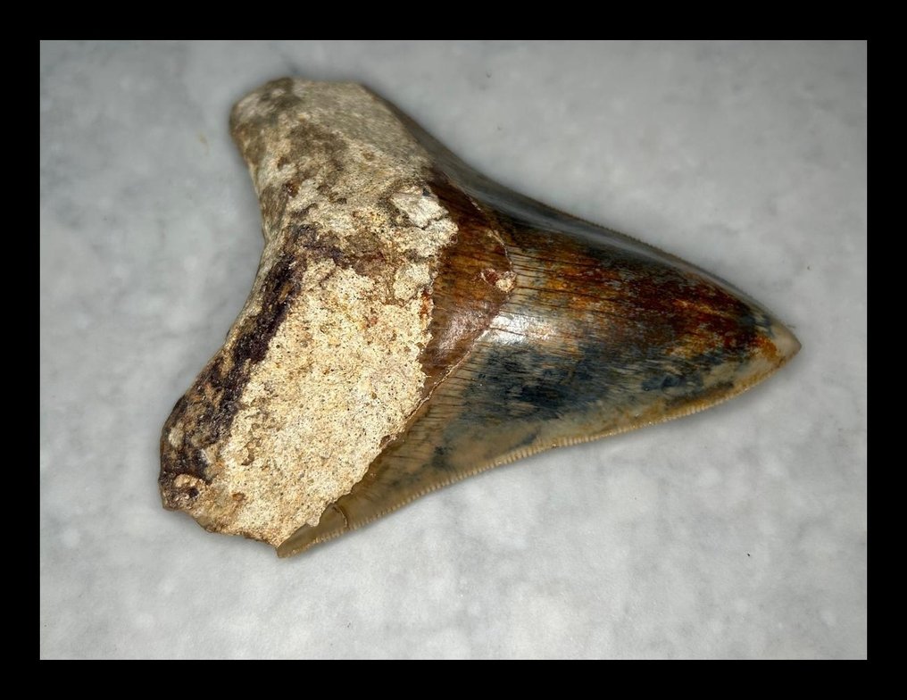 Megalodon - Fossiilinen hammas - 104 mm - 85 mm #2.1