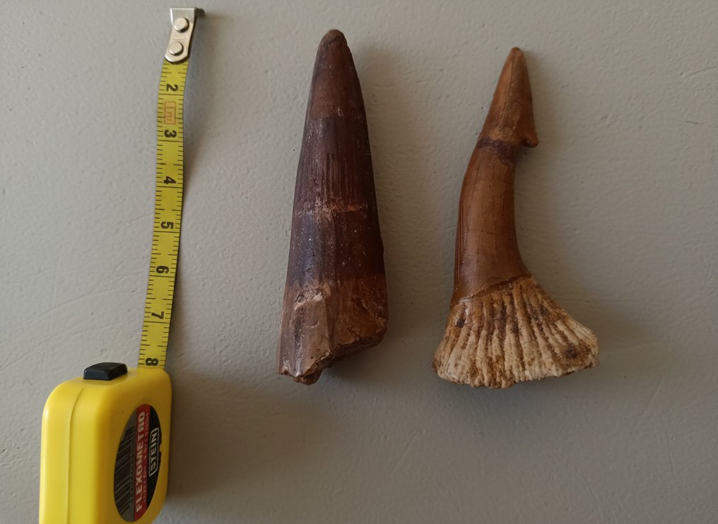 Μεγάλος Spinosaurus και Onchopristis - Απολιθωμένα δόντια  (χωρίς τιμή ασφαλείας) #1.0