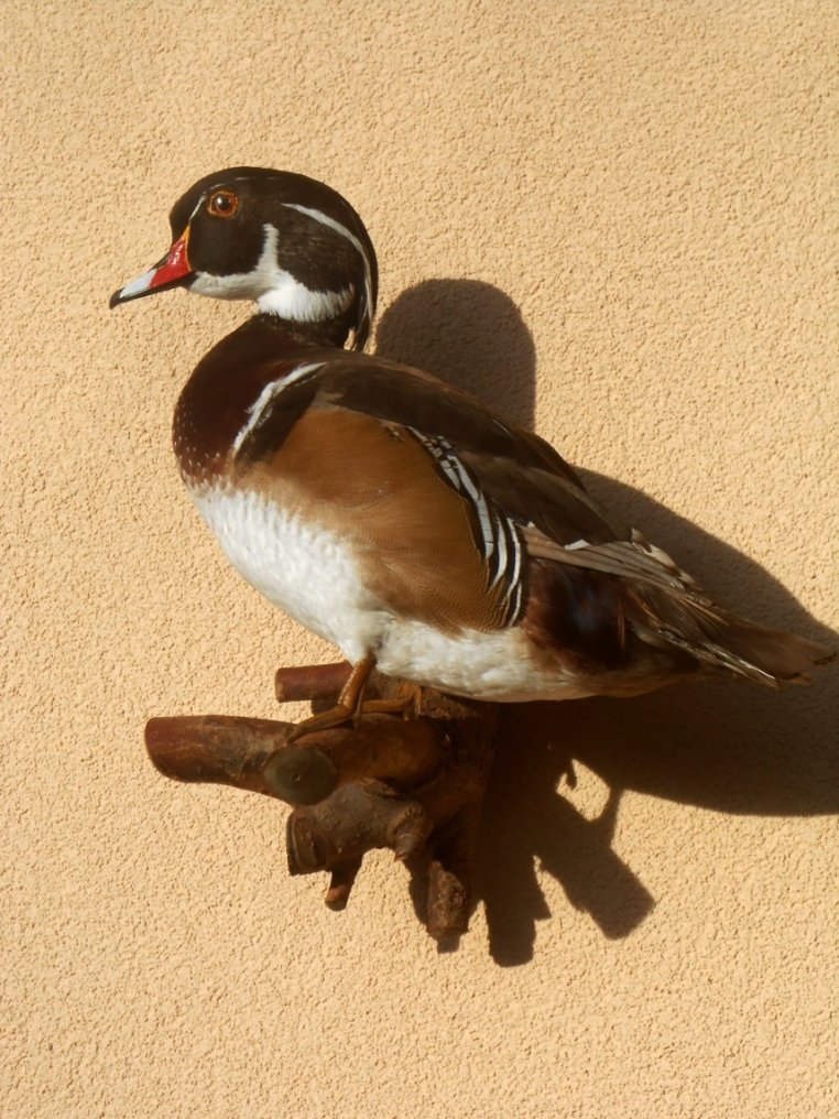 Papera Allestimento tassidermico a corpo intero - Aix sponsa - 45 cm - 35 cm - 20 cm - 1 #2.1