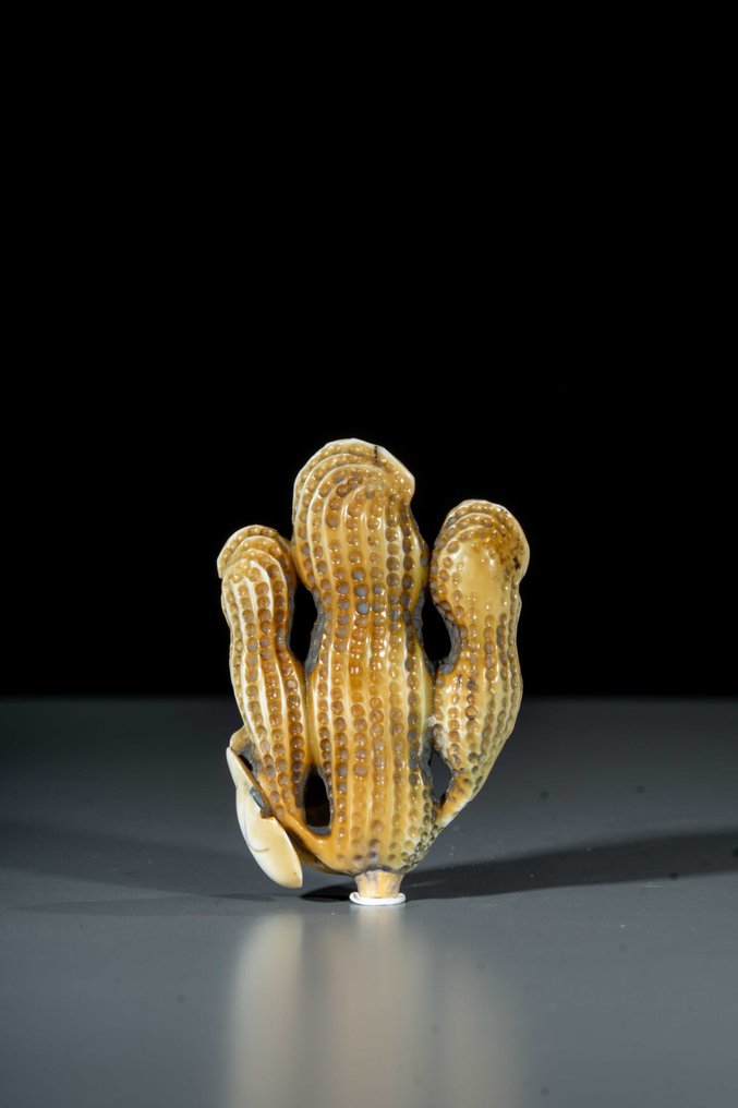 由三串花生组成的天然根付 - 象牙 - 日本 - 明治时期（19世纪后期） #2.1