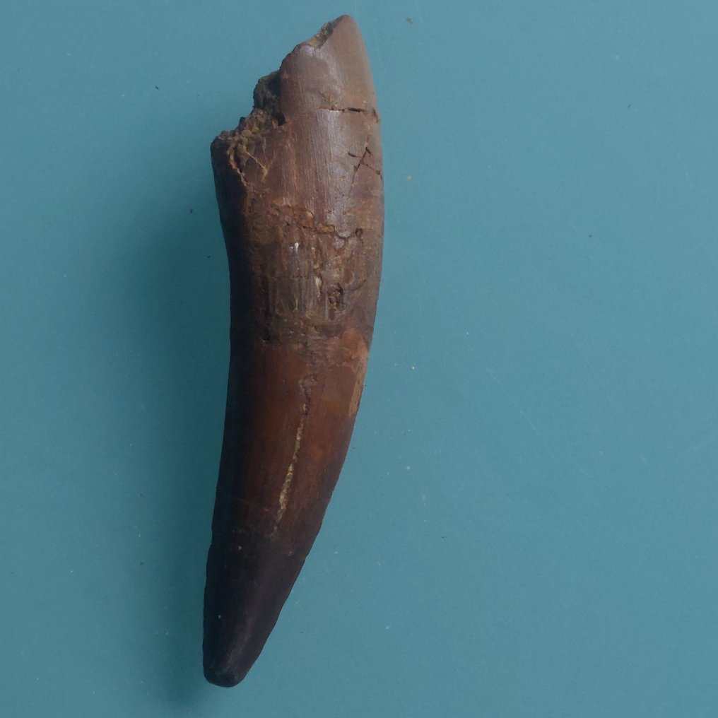 Dinosaur - Fossil tooth - Spinosaurus aegyptiacus - 110 mm - 30 mm #3.2