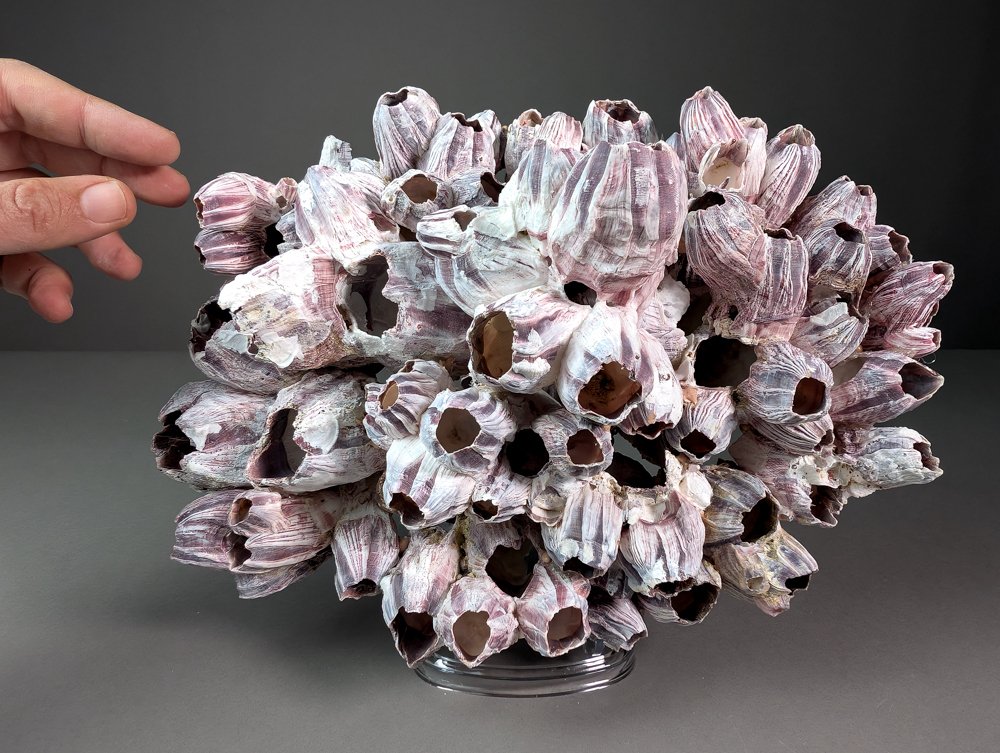 Colônia de cracas Concha do mar - Balanus sp.  (Sem preço de reserva) #4.3